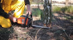 Best Commercial Tree Services  in Stockton, CA