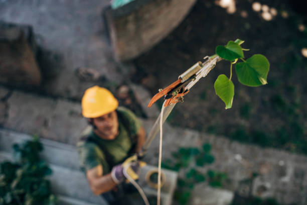 Best Pest Control for Lawns  in Stockton, CA